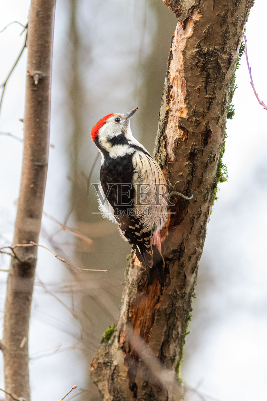 中斑啄木鸟(Dendrocoptes medius)照片摄影图片