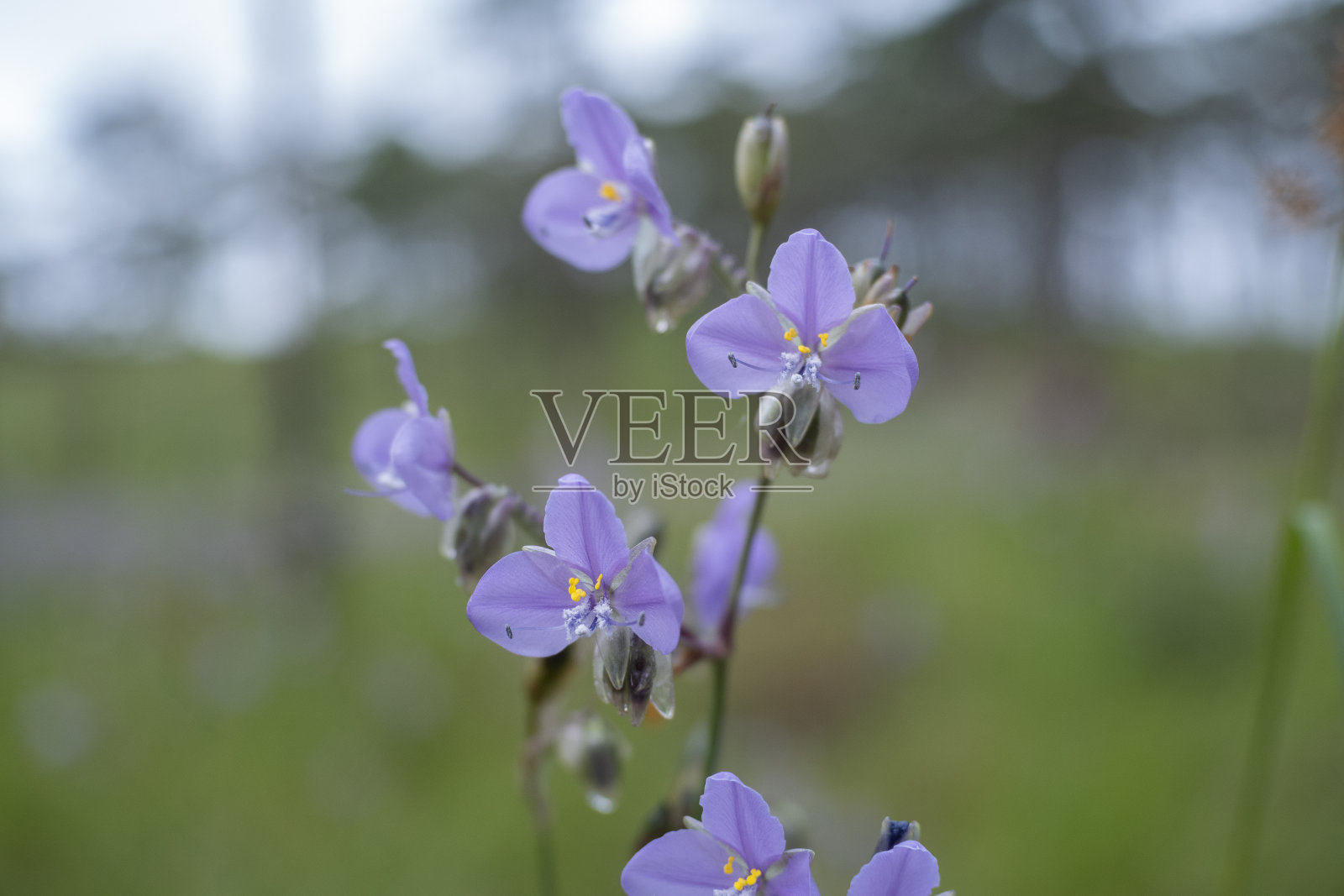 在晨光中开放。照片摄影图片