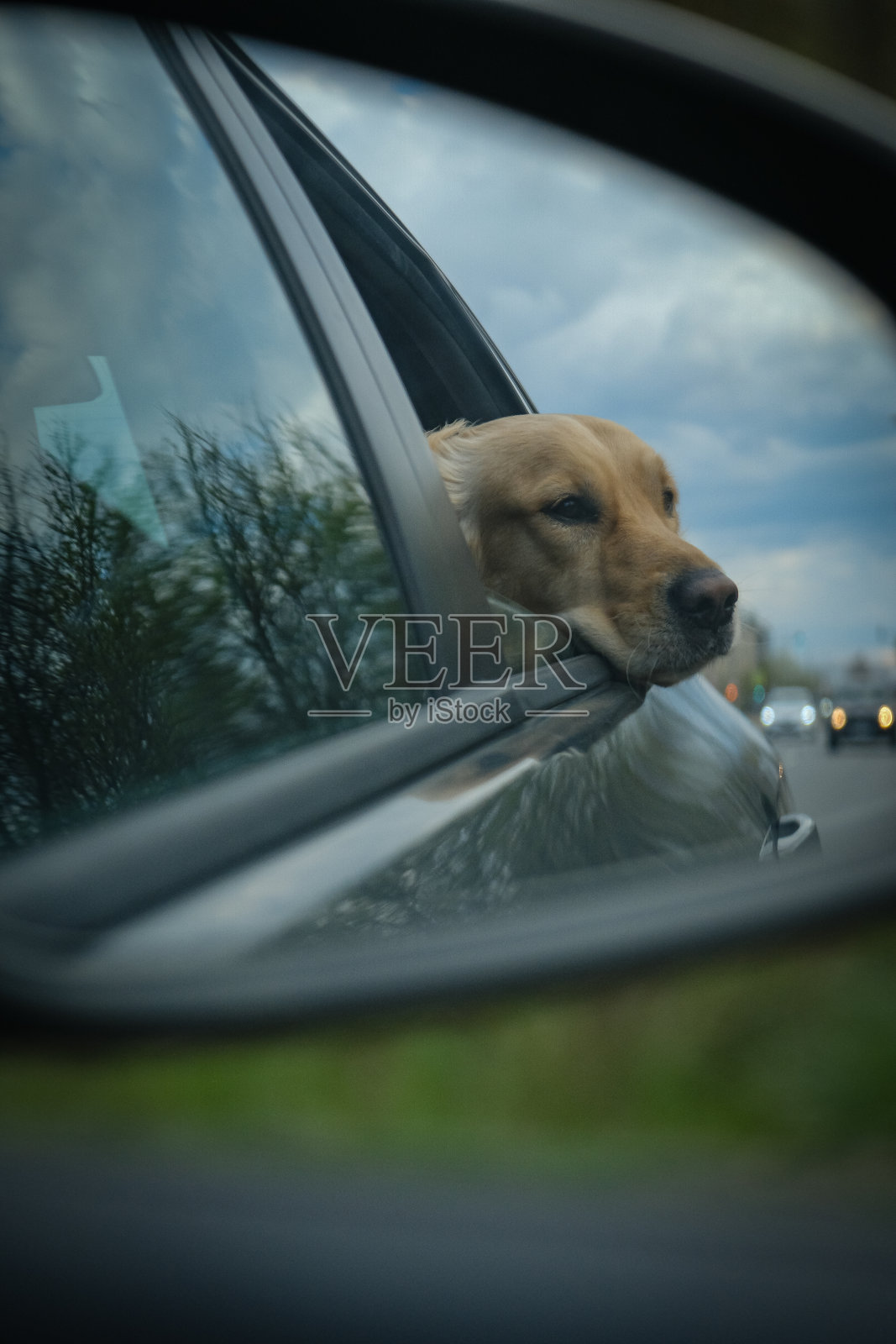 狗狗开车旅行照片摄影图片