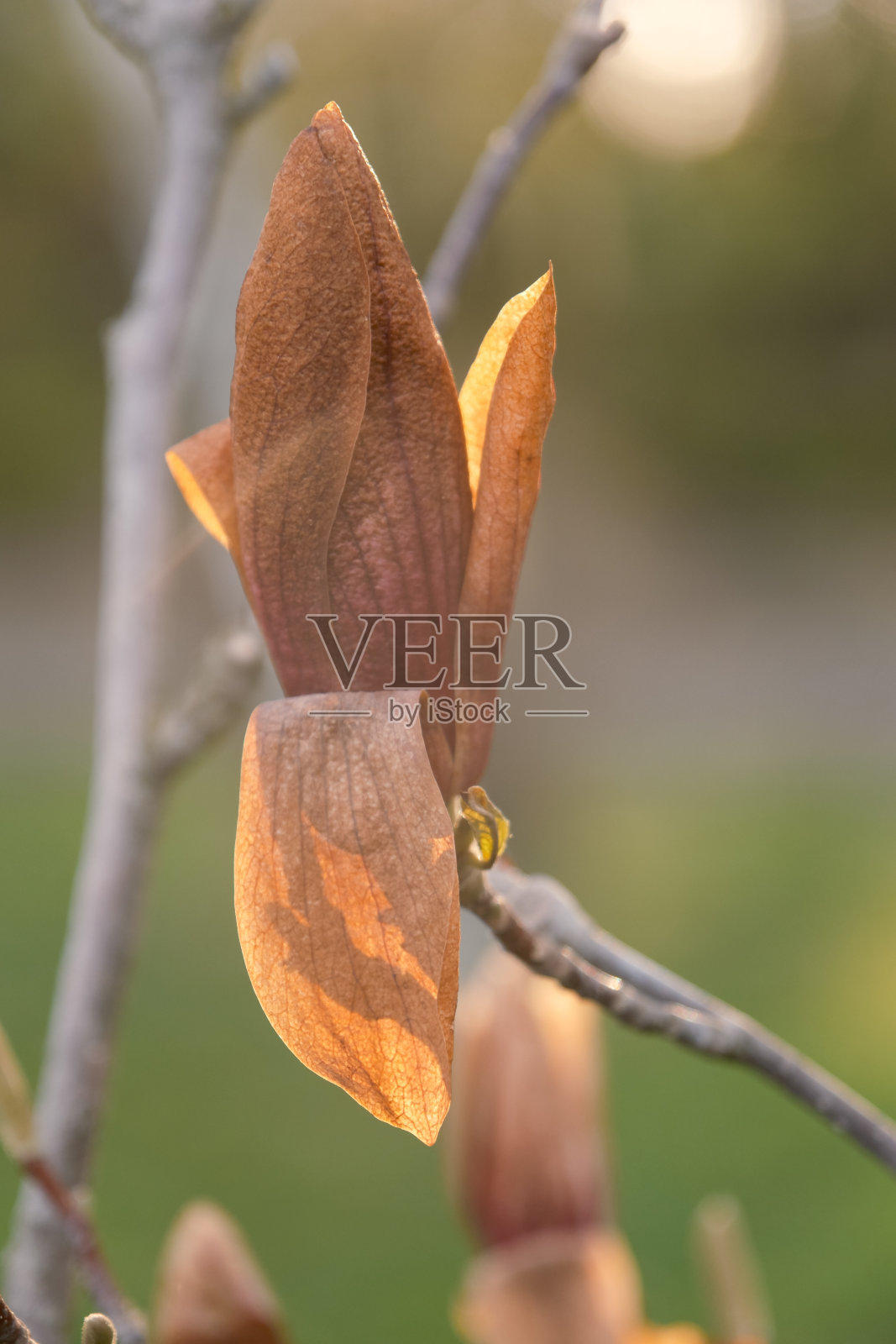 白玉兰干照片摄影图片