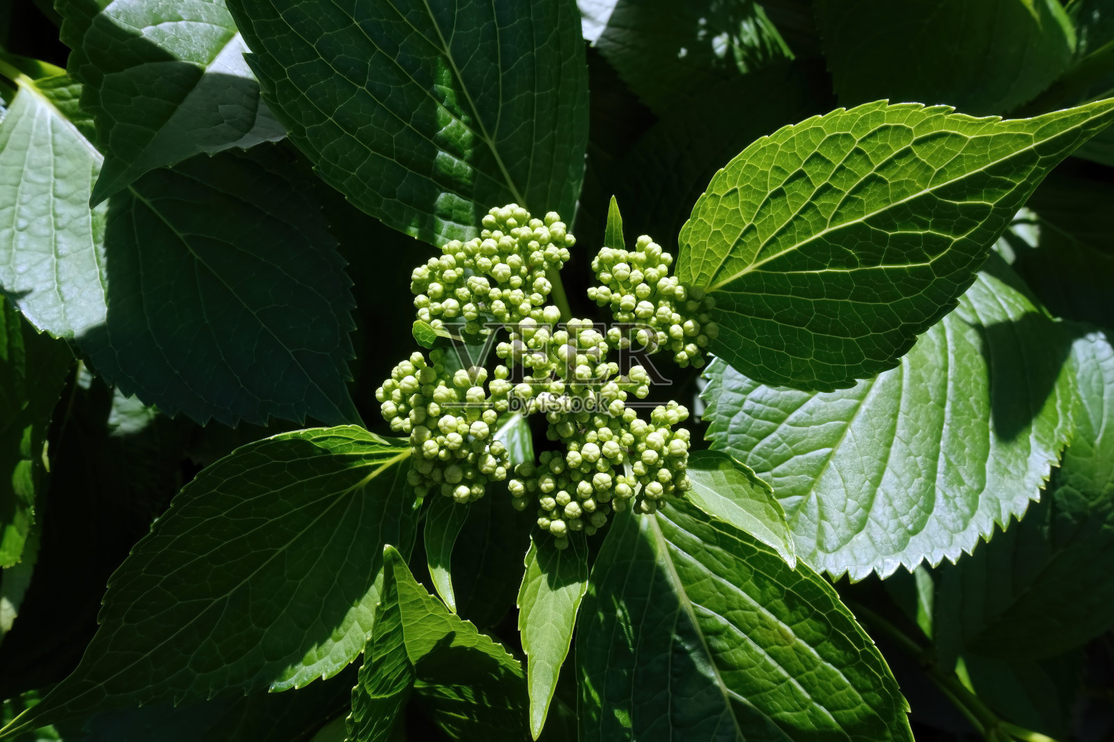 绣球花照片摄影图片