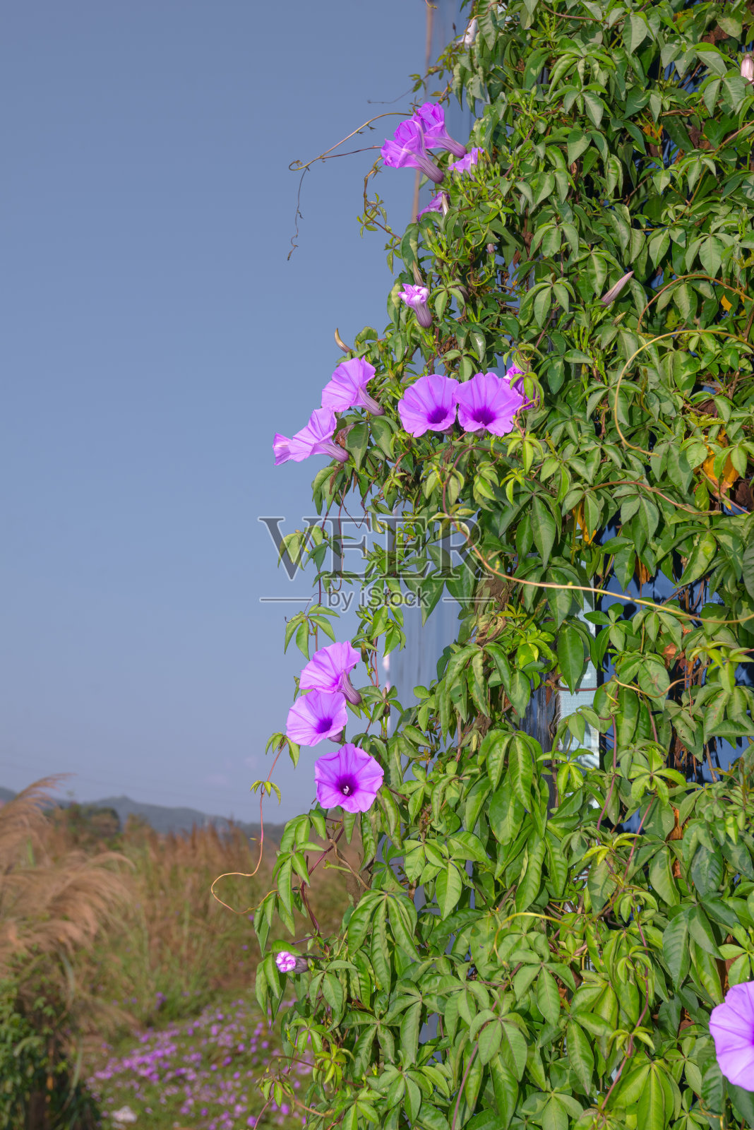 一丛牵牛花照片摄影图片