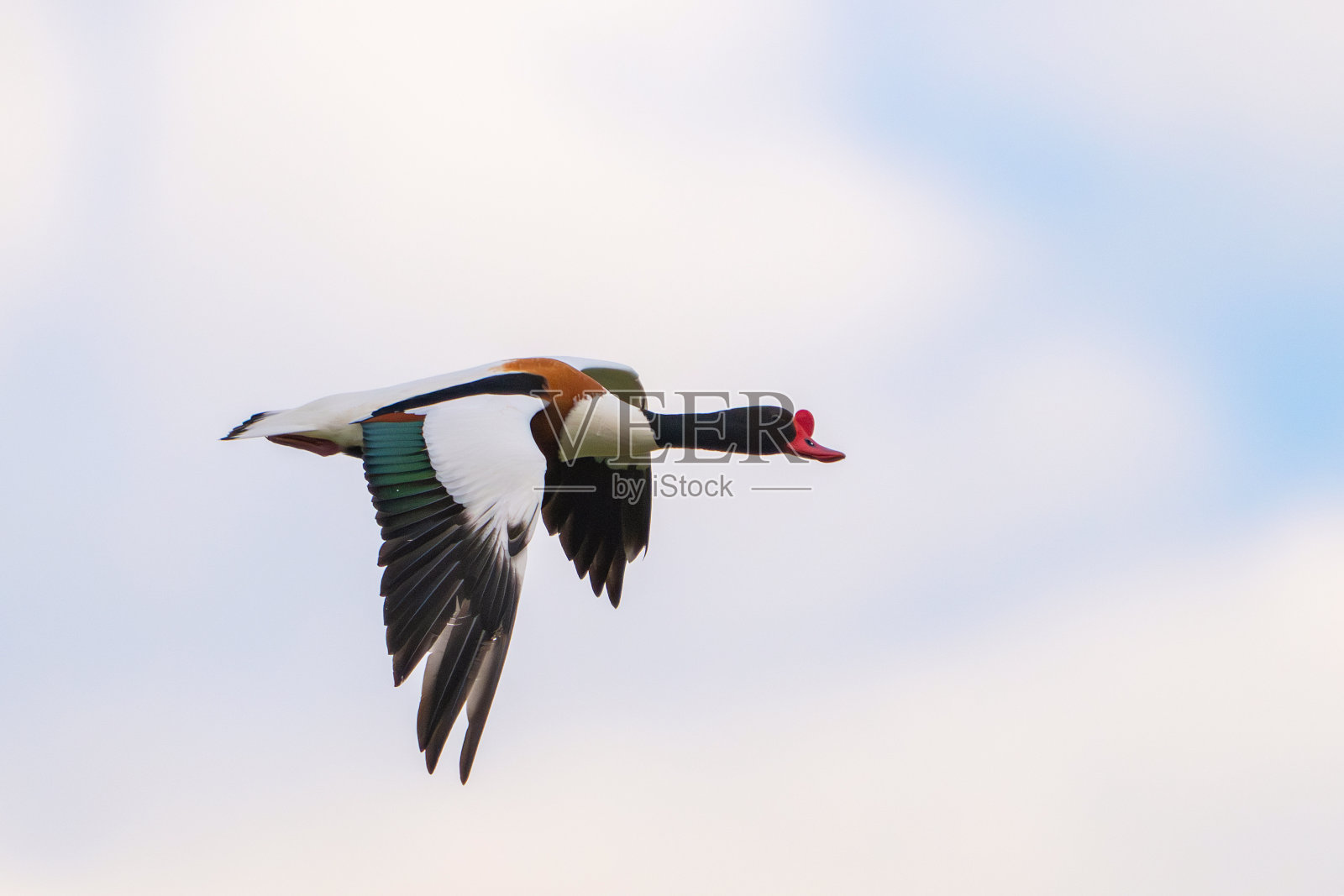 普通的鸭,塔多纳塔多纳。一只鸟在天空中飞翔照片摄影图片