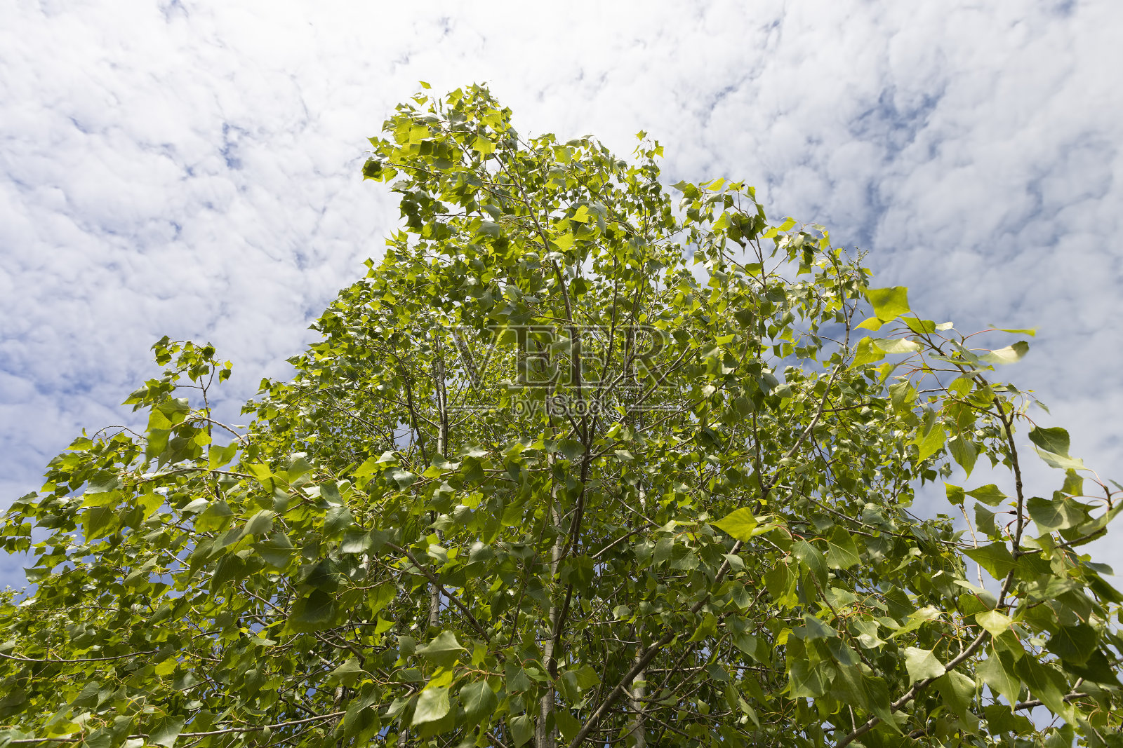 在有风的天气长着绿色叶子的桦树照片摄影图片