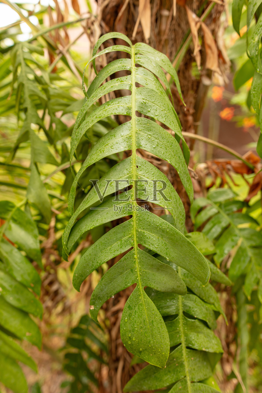 雨中的蕨类草本植物照片摄影图片