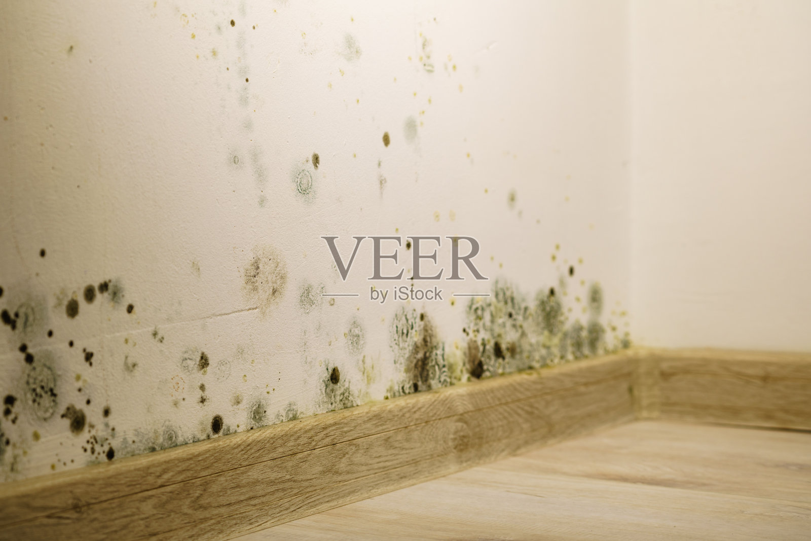 墙上有霉菌和真菌生长照片摄影图片