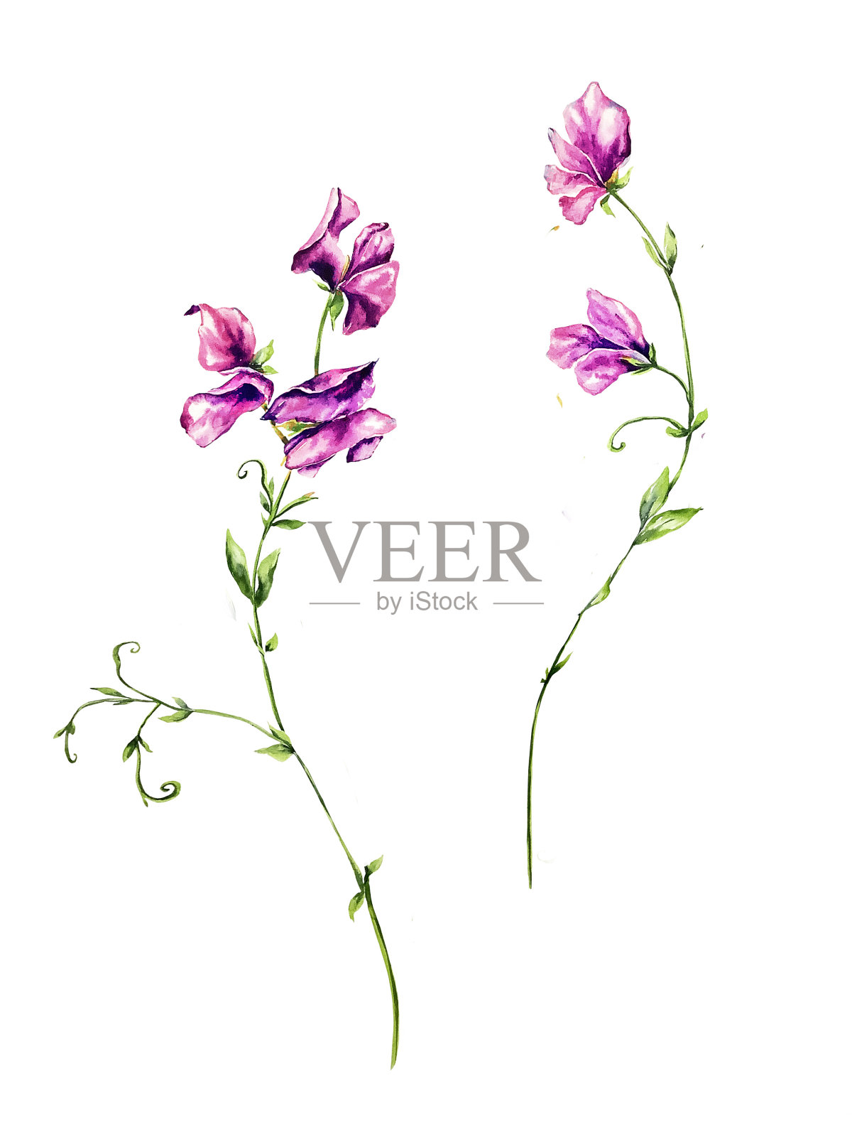 美丽的插图集手绘紫色紫罗兰粉色红色甜豌豆花。完美的壁纸,网页背景,表面纹理,纺织品。孤立在白色背景上。插画图片素材