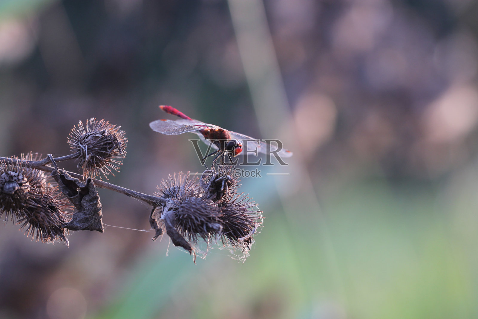 红色的蜻蜓照片摄影图片