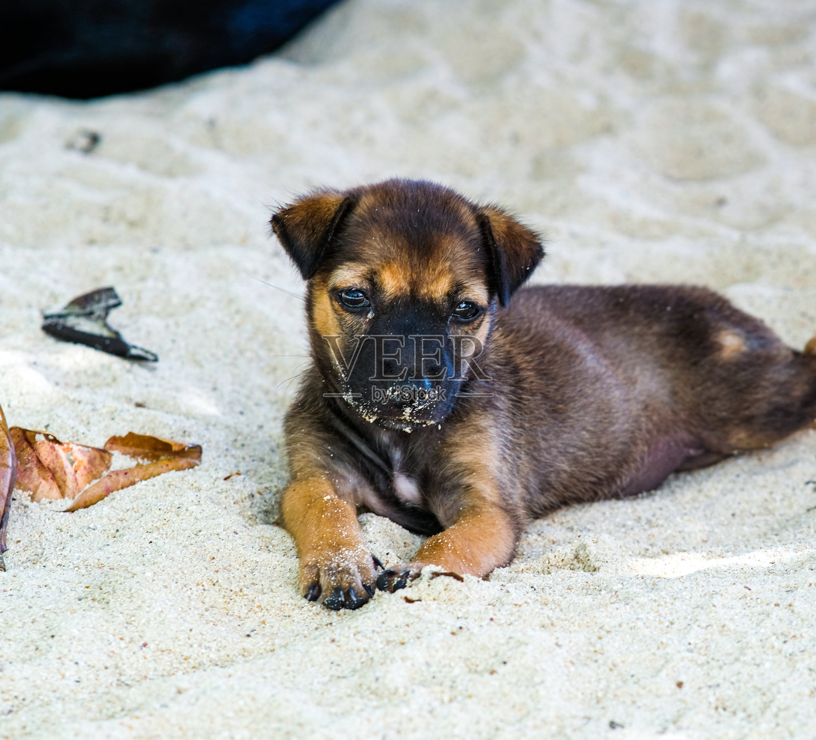 一只棕色的黑狗躺在沙滩上。照片摄影图片