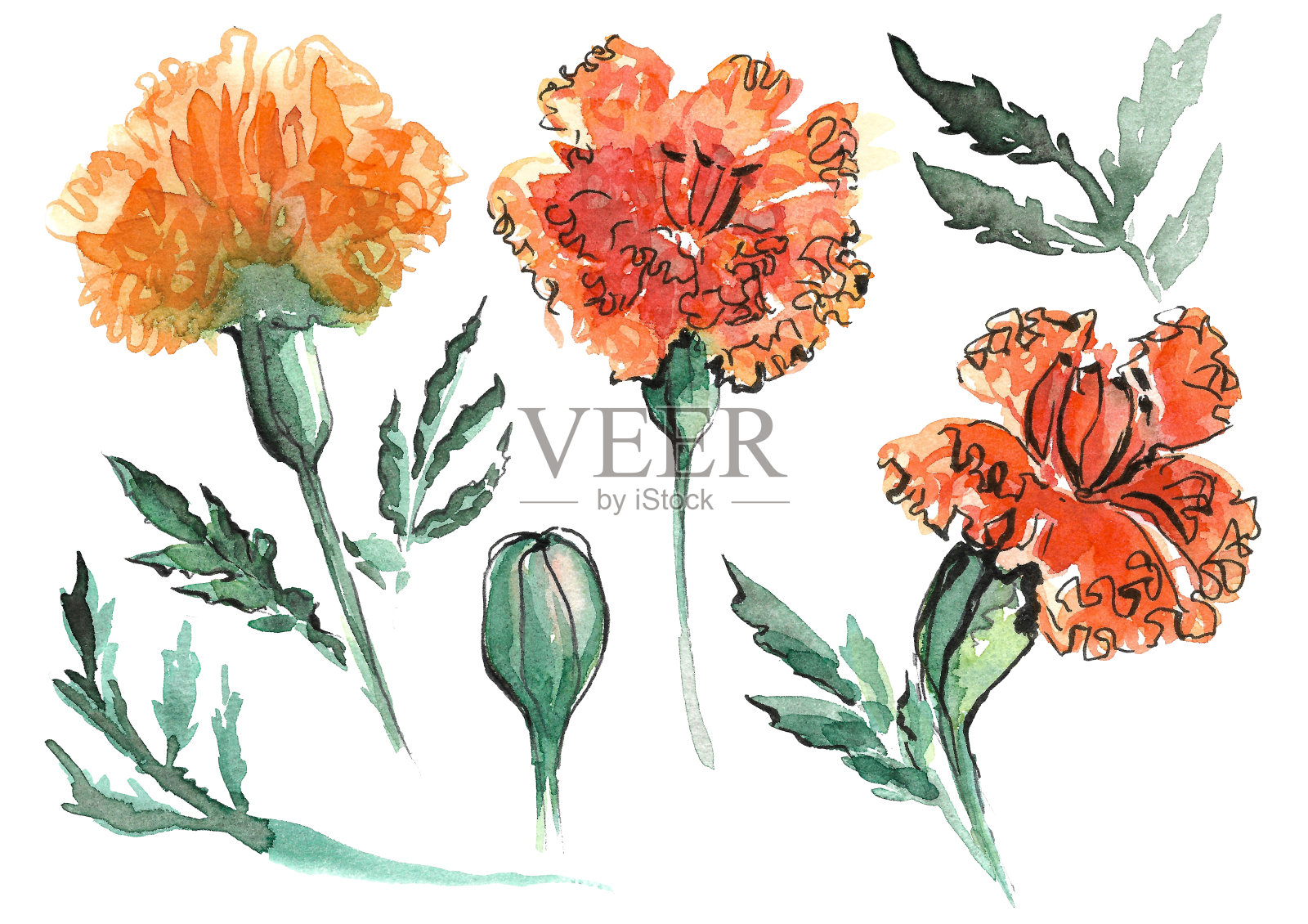 为墨西哥亡灵节准备的一套金盏花。插画图片素材