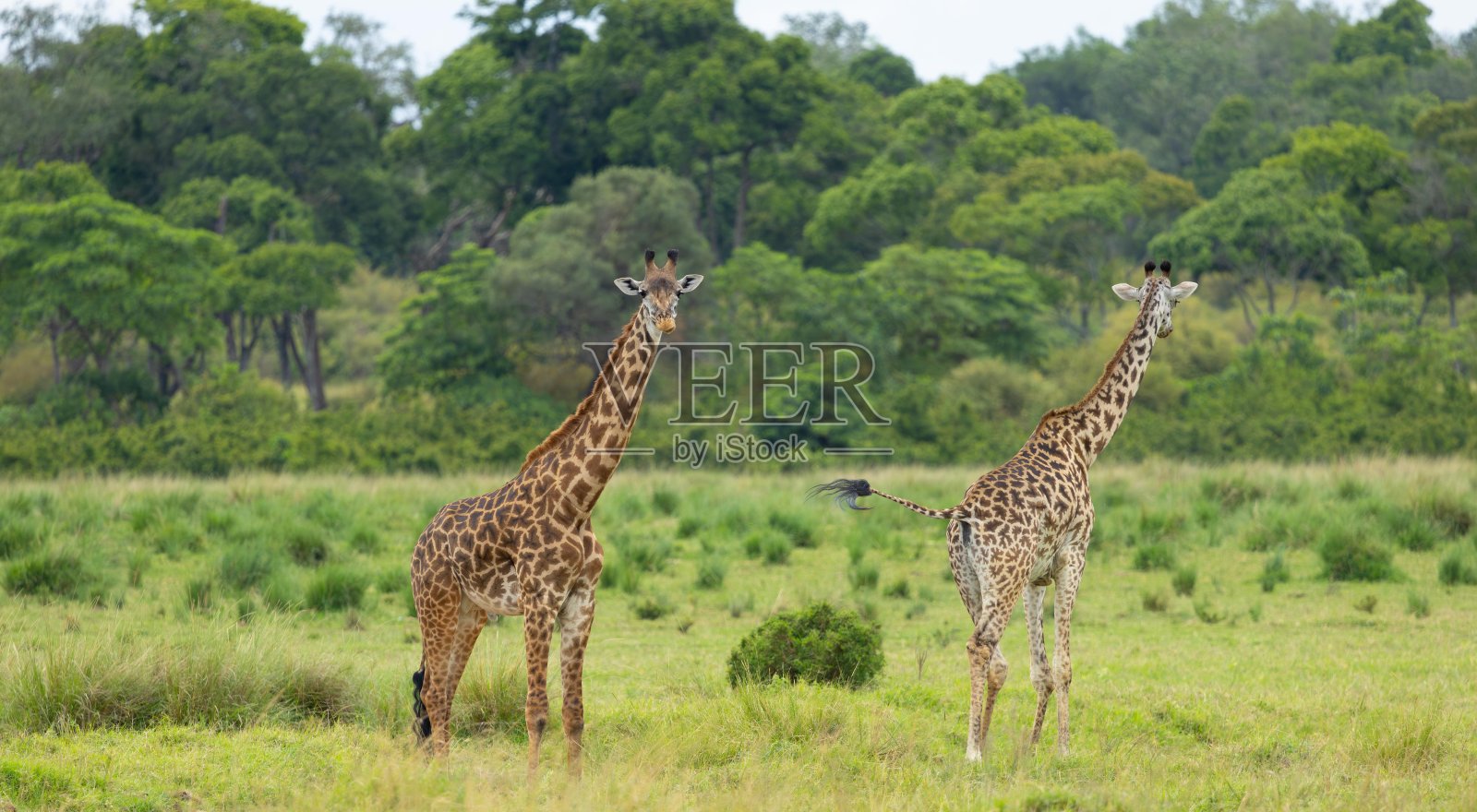 马赛长颈鹿照片摄影图片