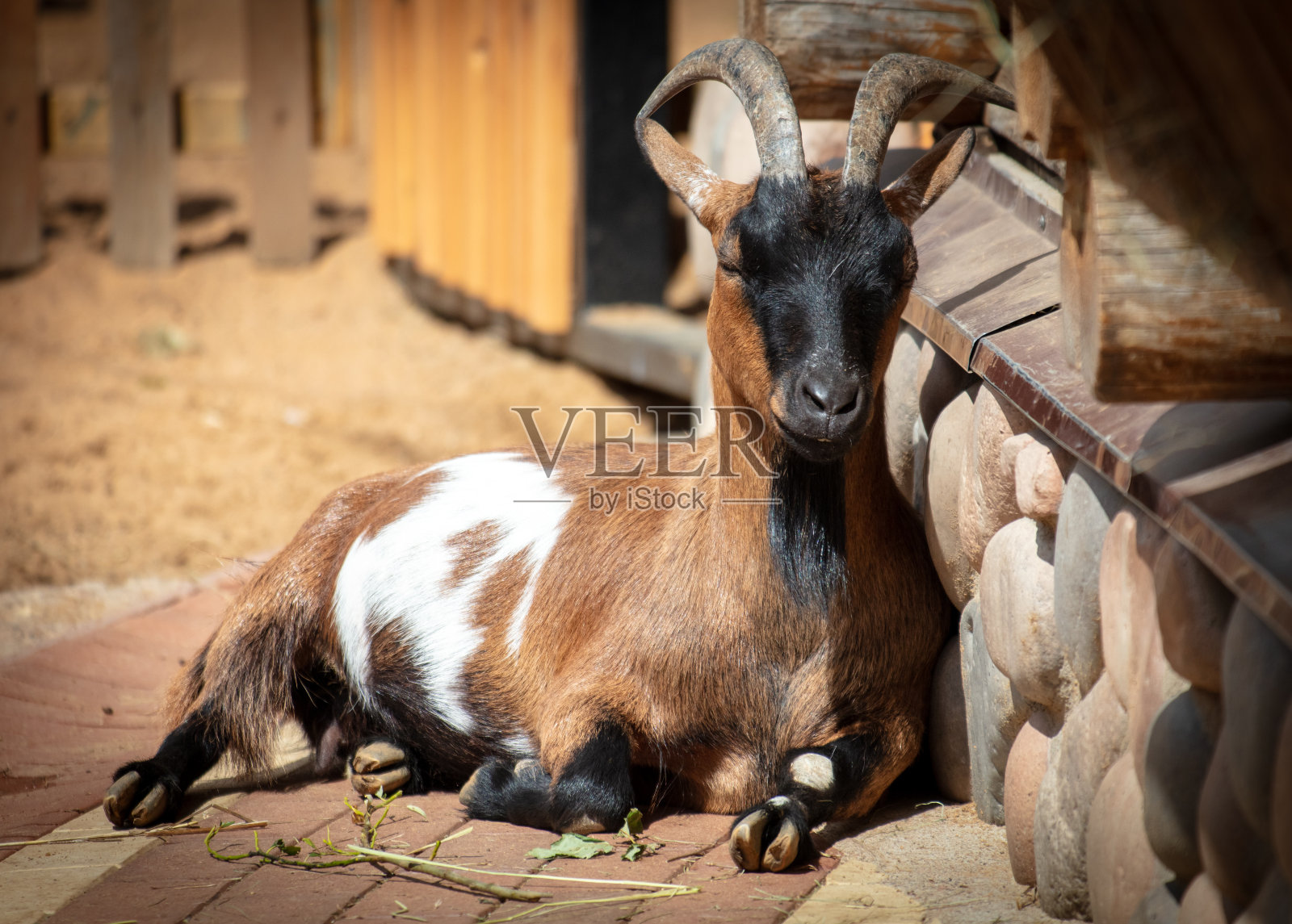 动物园里一只山羊的肖像照片摄影图片