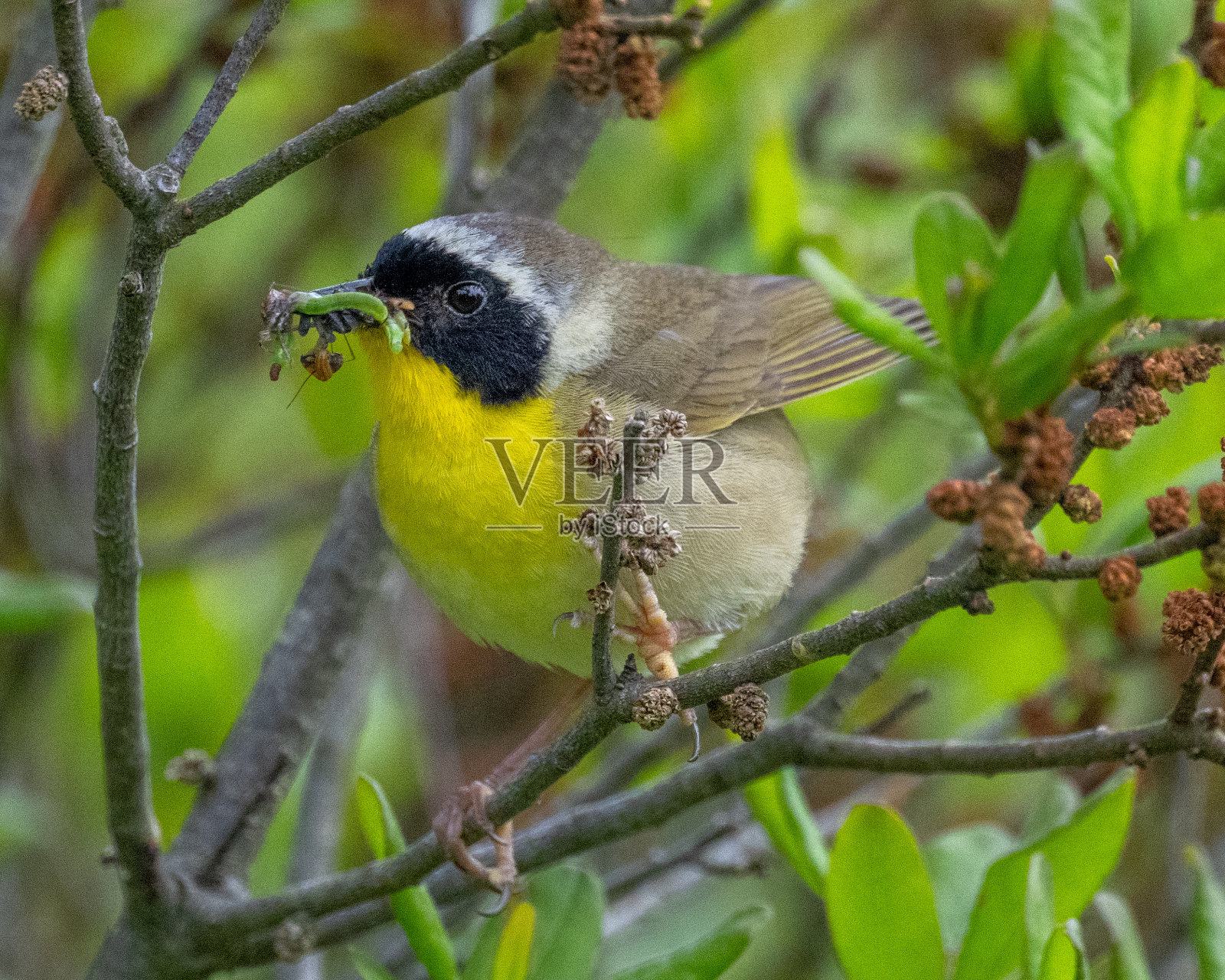 常见Yellowthroat照片摄影图片