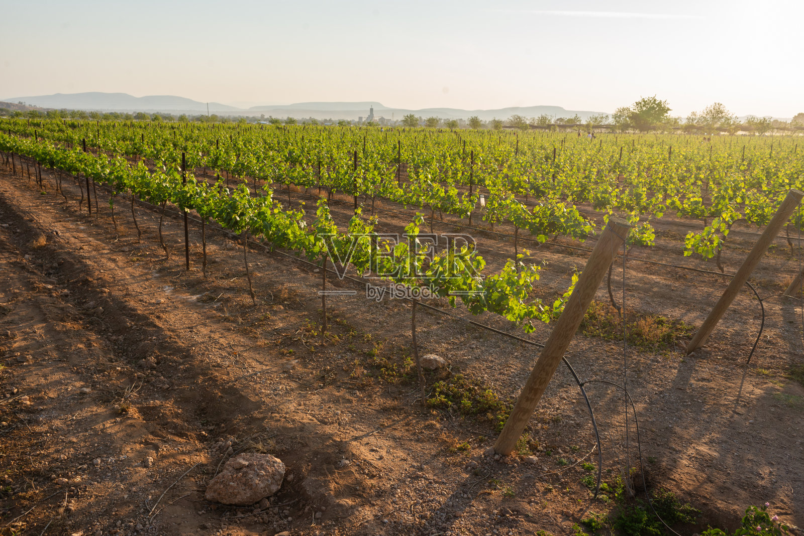 夏季收获前的葡萄园葡萄植株,阳光明媚,绿意盎然照片摄影图片