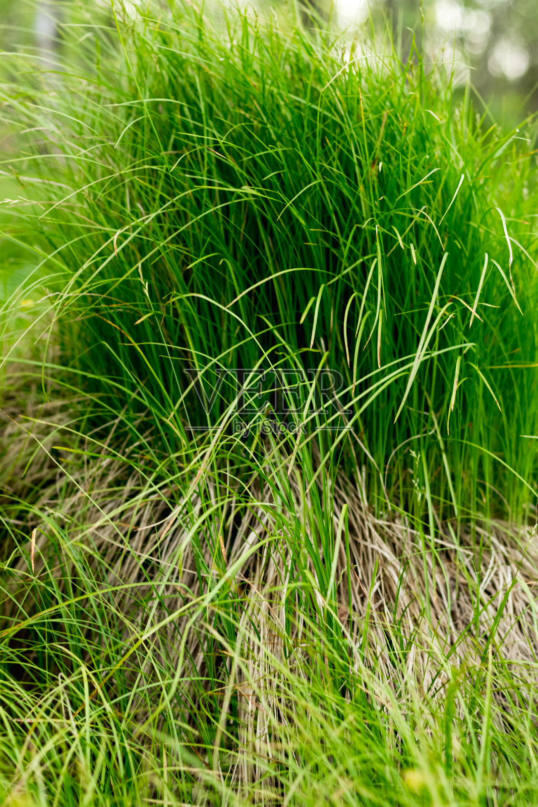草照片摄影图片