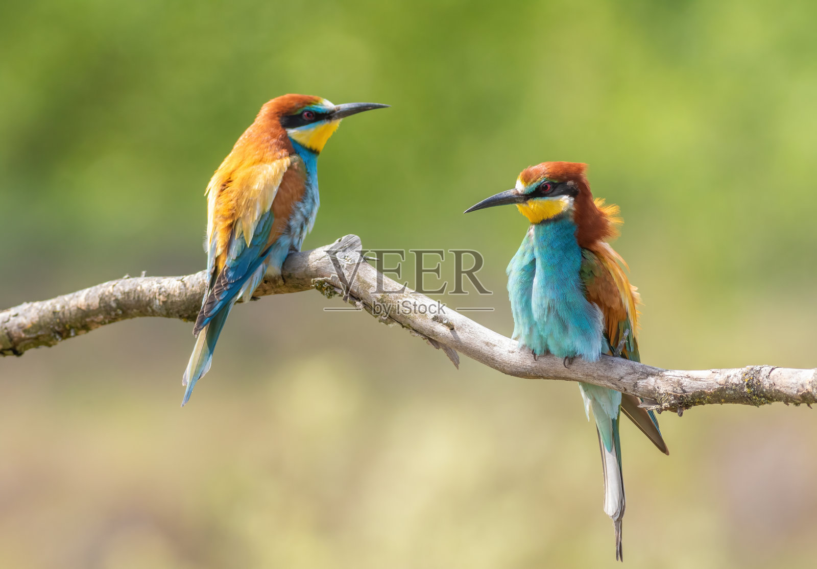 欧洲食蜂者。两只鸟栖息在绿色平坦的背景上的树枝上照片摄影图片