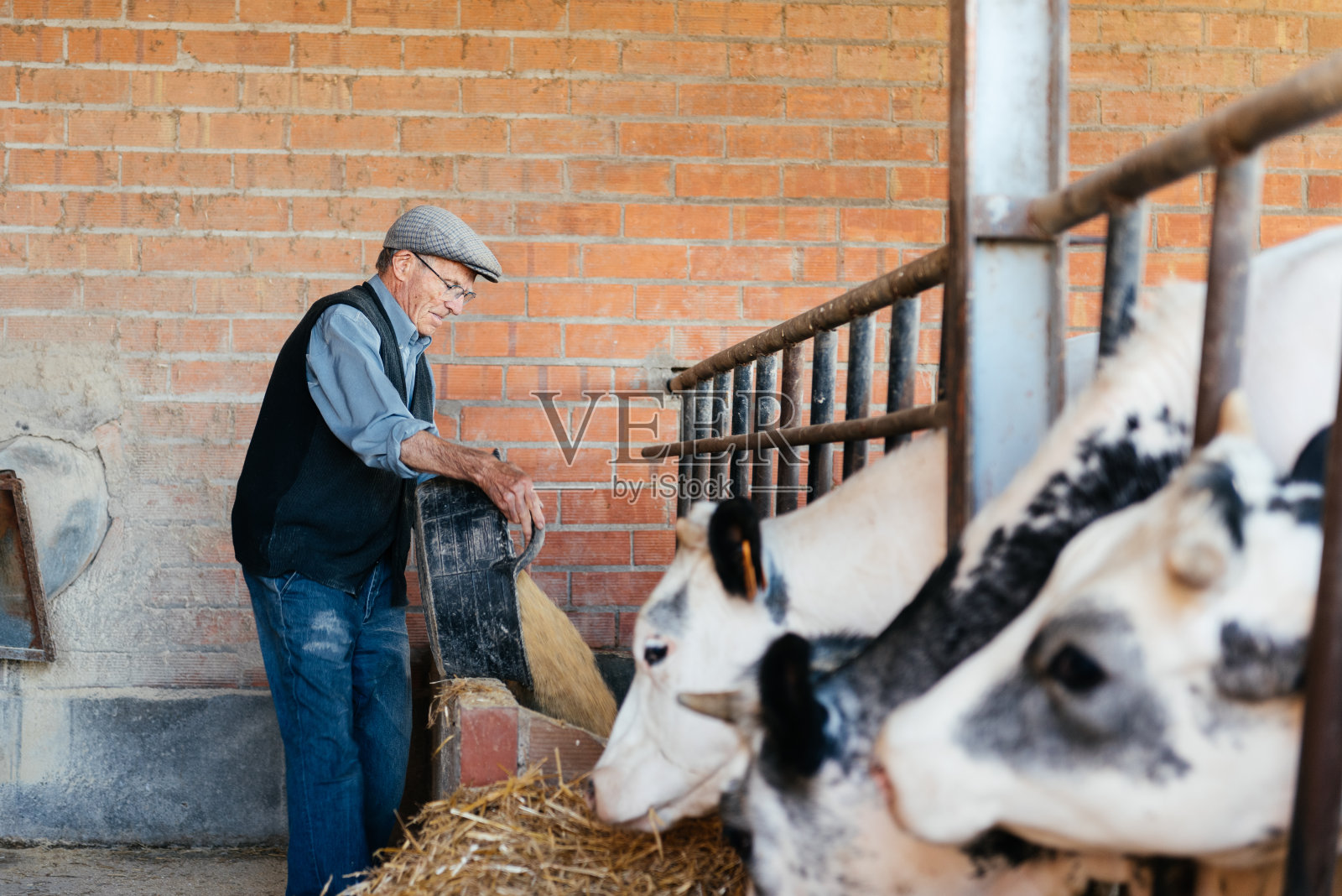 在一个质朴的谷仓里,一位年迈的农民给一群奶牛分发饲料照片摄影图片