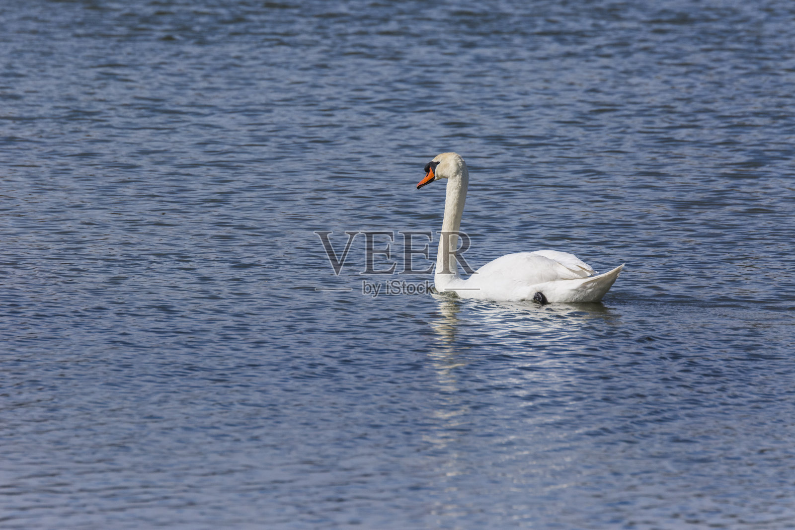 天鹅在春天在Aiguamolls De L'Emporda自然保护区,西班牙照片摄影图片