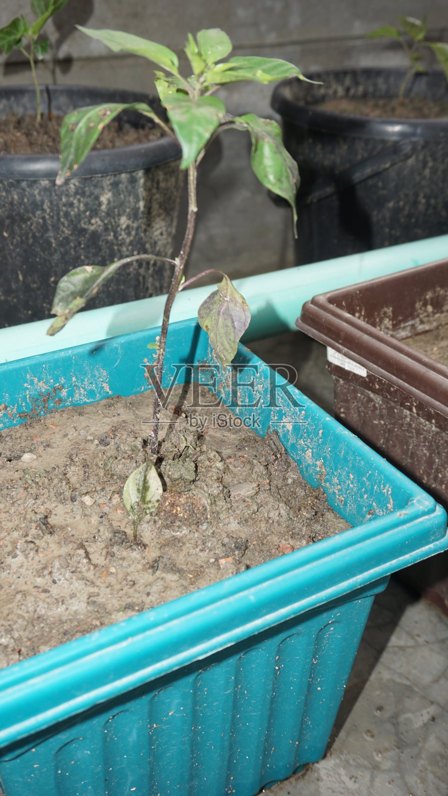 在花瓶里种植植物照片摄影图片