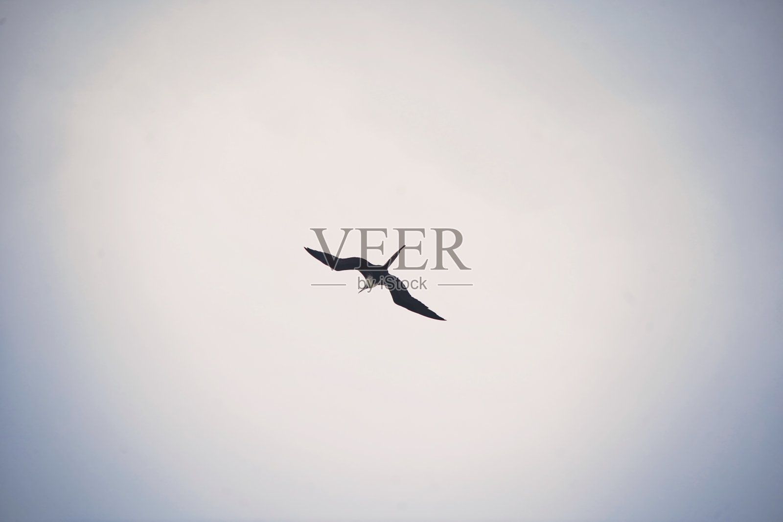 鸟儿在天空中飞翔照片摄影图片