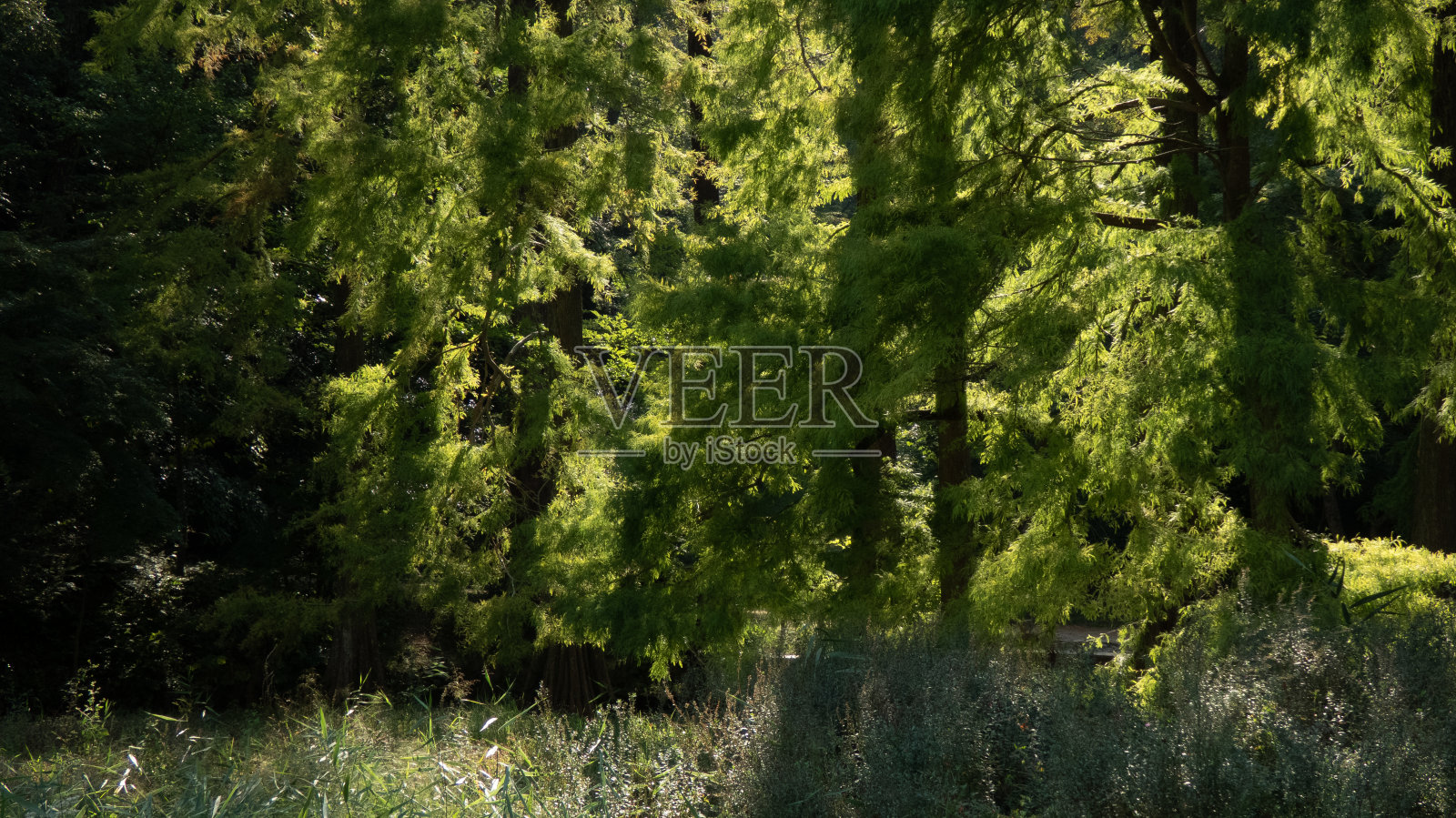 森林景观,阳光照进来照片摄影图片