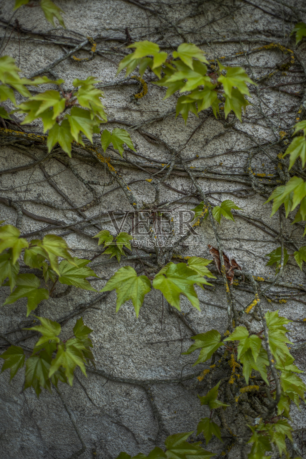 弗吉尼亚爬山虎的特写,有小的叶子和树枝照片摄影图片