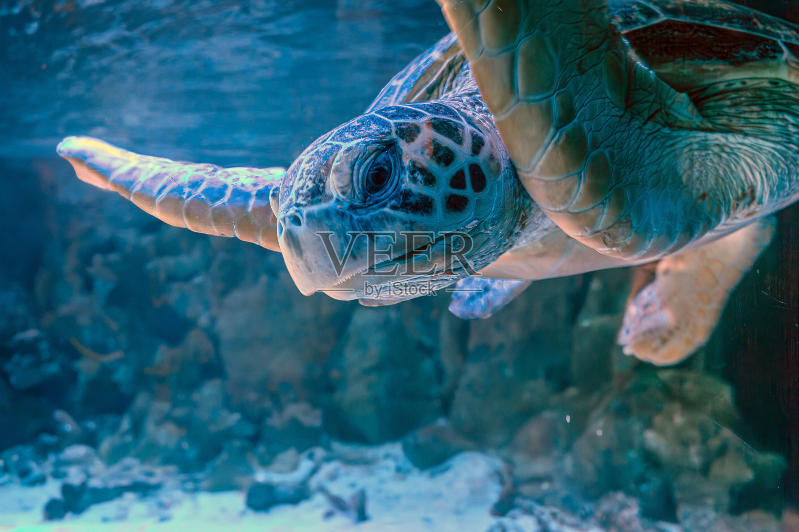 加拉帕戈斯岛上的海龟照片。绿海龟在海滩附近的浅水区沿着海底平静地游泳照片摄影图片