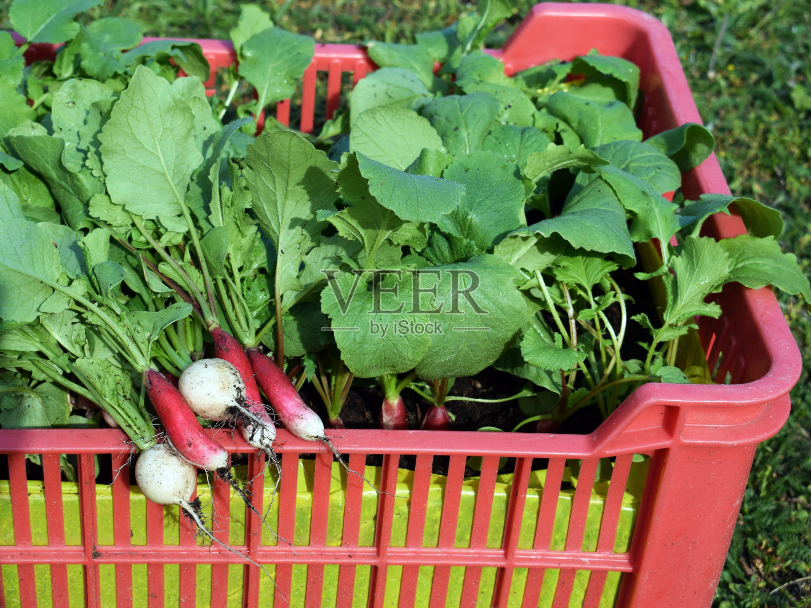 萝卜在土壤基质中生长在塑料板条箱中,内衬塑料袋照片摄影图片