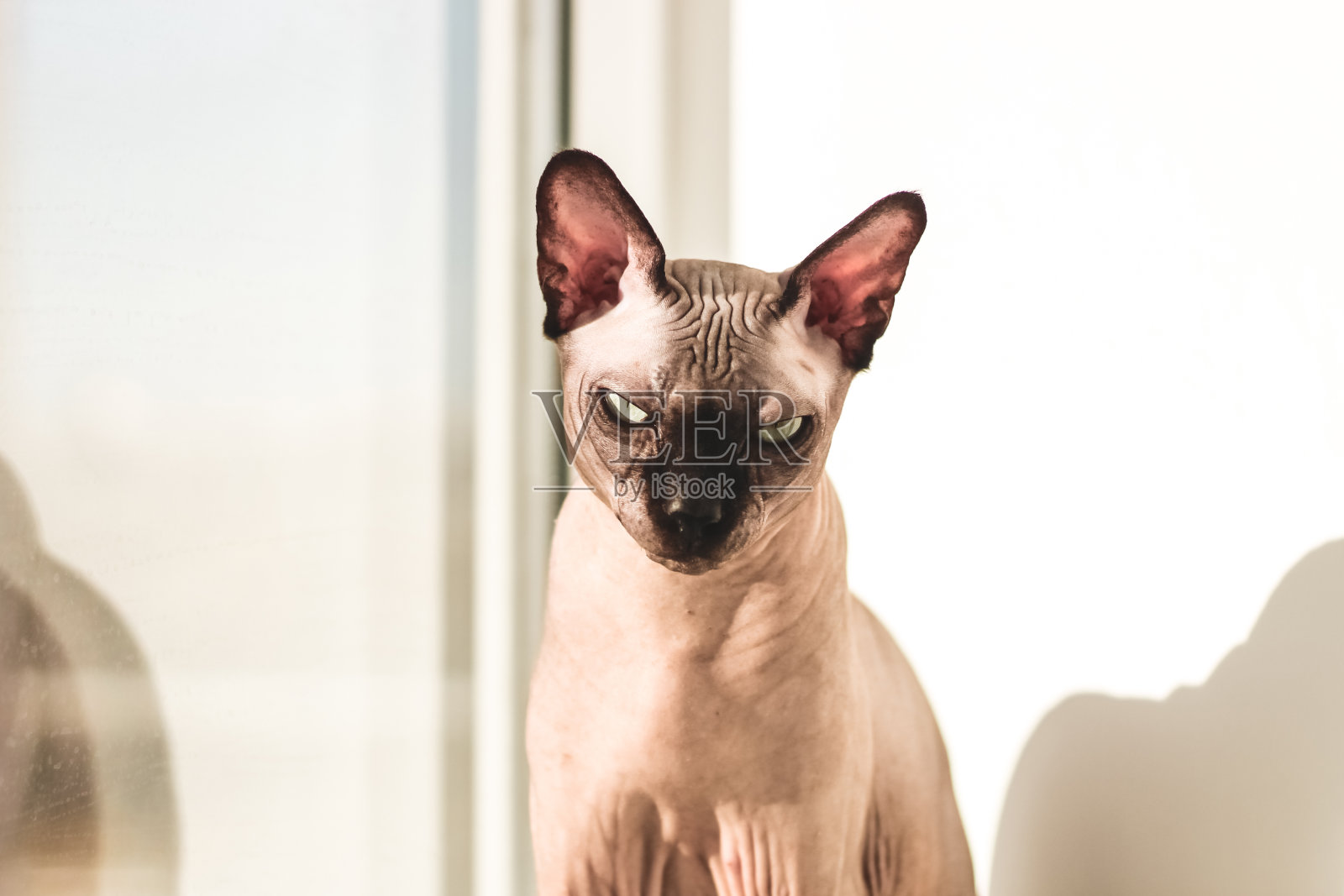一只无毛的加拿大斯芬克斯猫坐在窗台上晒太阳照片摄影图片