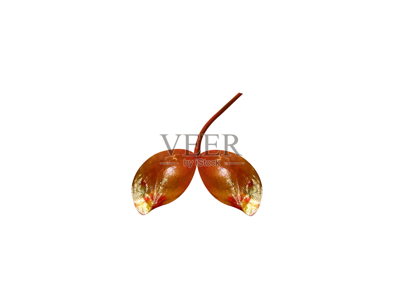 Samadera籼照片摄影图片