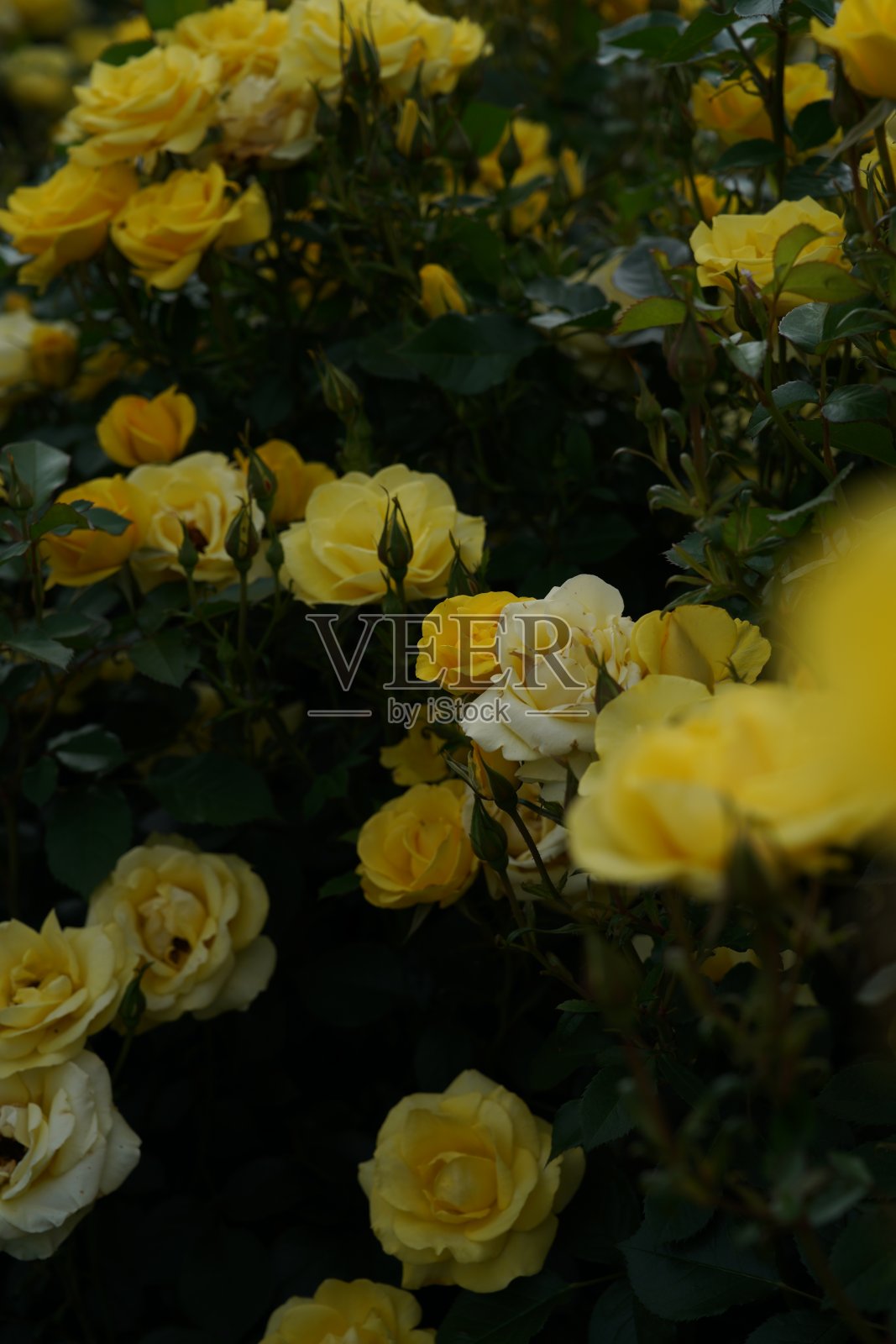 黄色玫瑰之花“人造太阳”盛开照片摄影图片