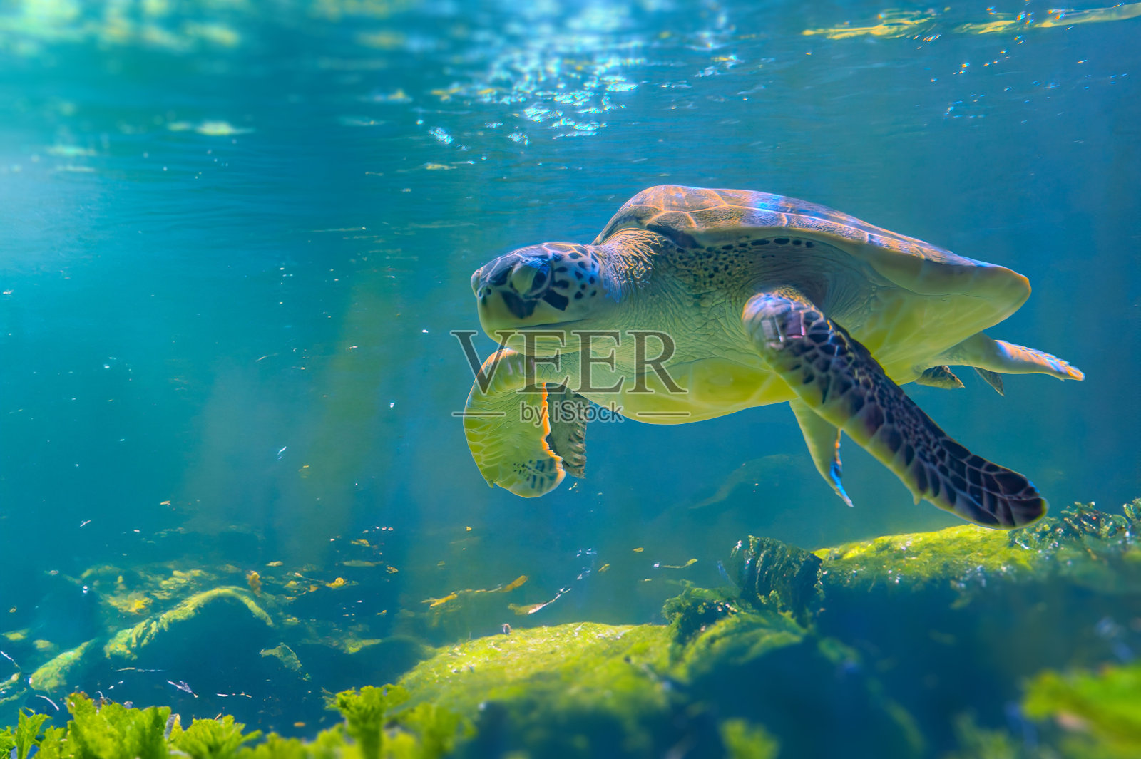 加拉帕戈斯岛上的海龟照片。绿海龟在海滩附近的浅水区沿着海底平静地游泳照片摄影图片