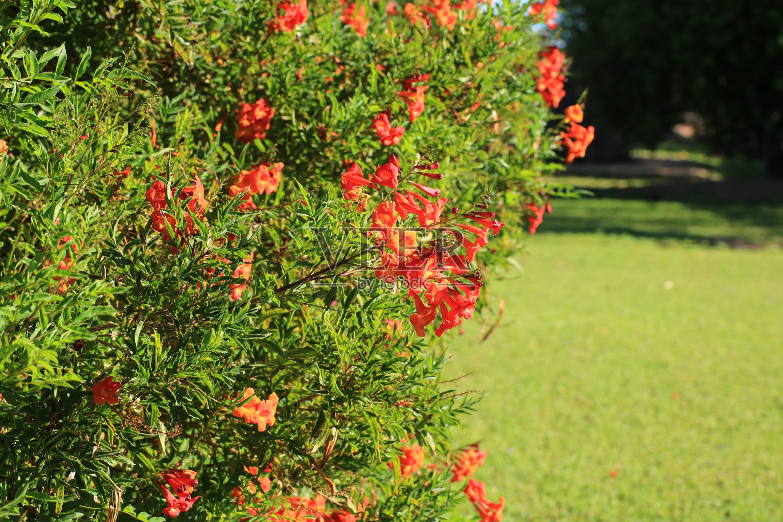 盛开的闪闪发光的橙红色Tecoma的特写照片摄影图片
