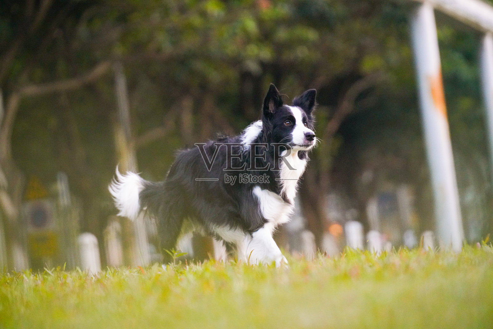 边境牧羊犬在公园的草地上奔跑,玩玩具照片摄影图片