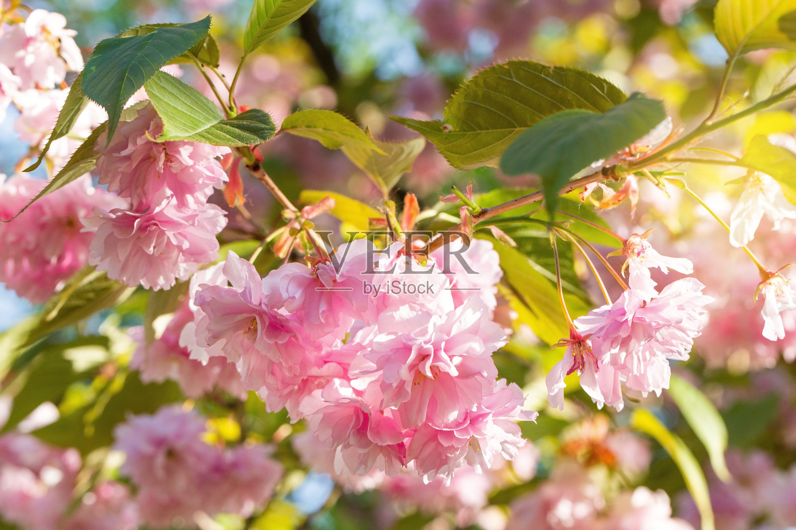 开花杏树照片摄影图片