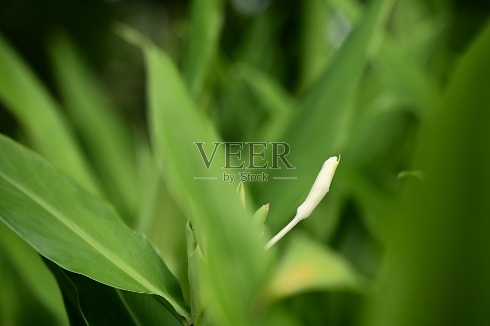 台湾野姜百合的芬芳之美照片摄影图片