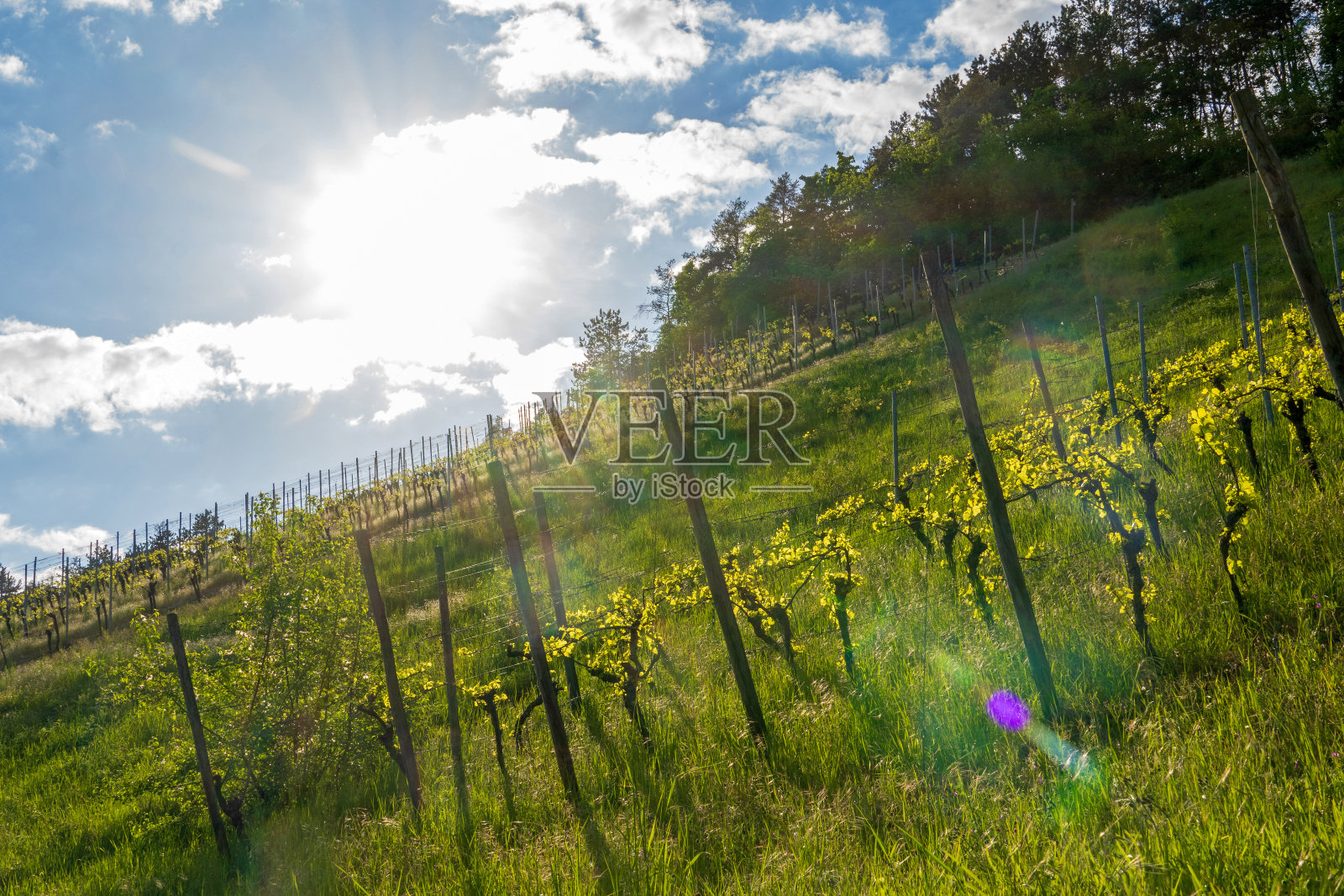 法兰克尼亚的葡萄园照片摄影图片