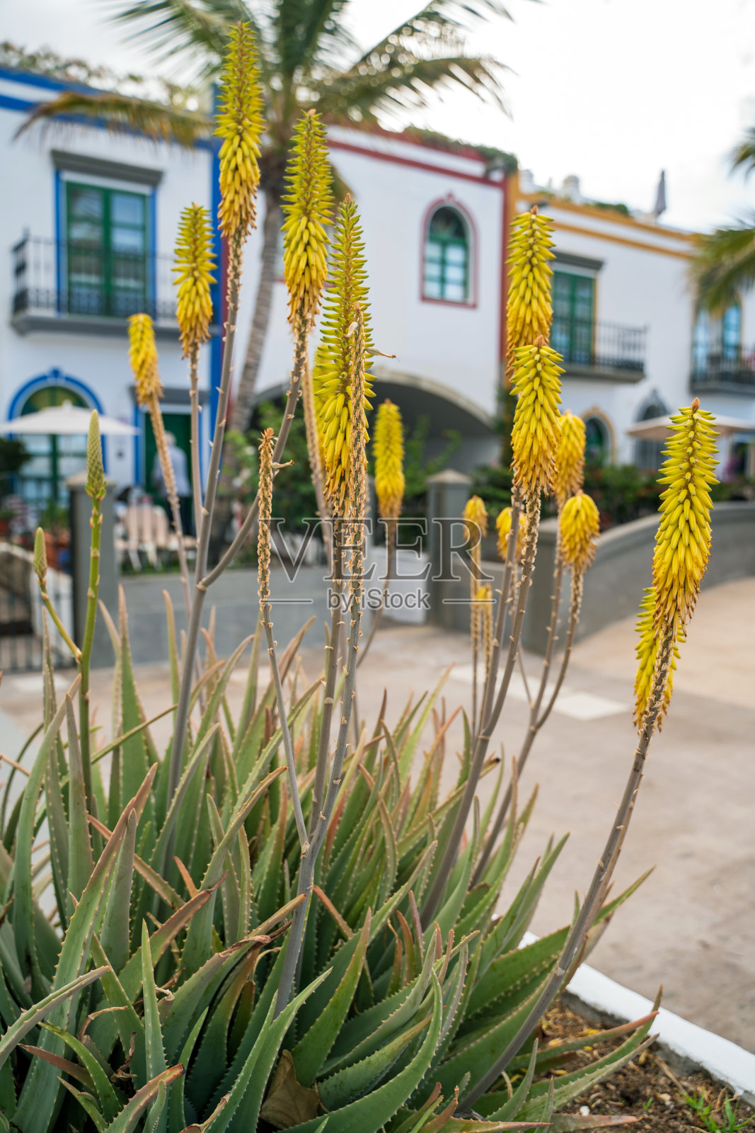 西班牙大加那利岛的芦荟种植园。芦荟植物开花照片摄影图片