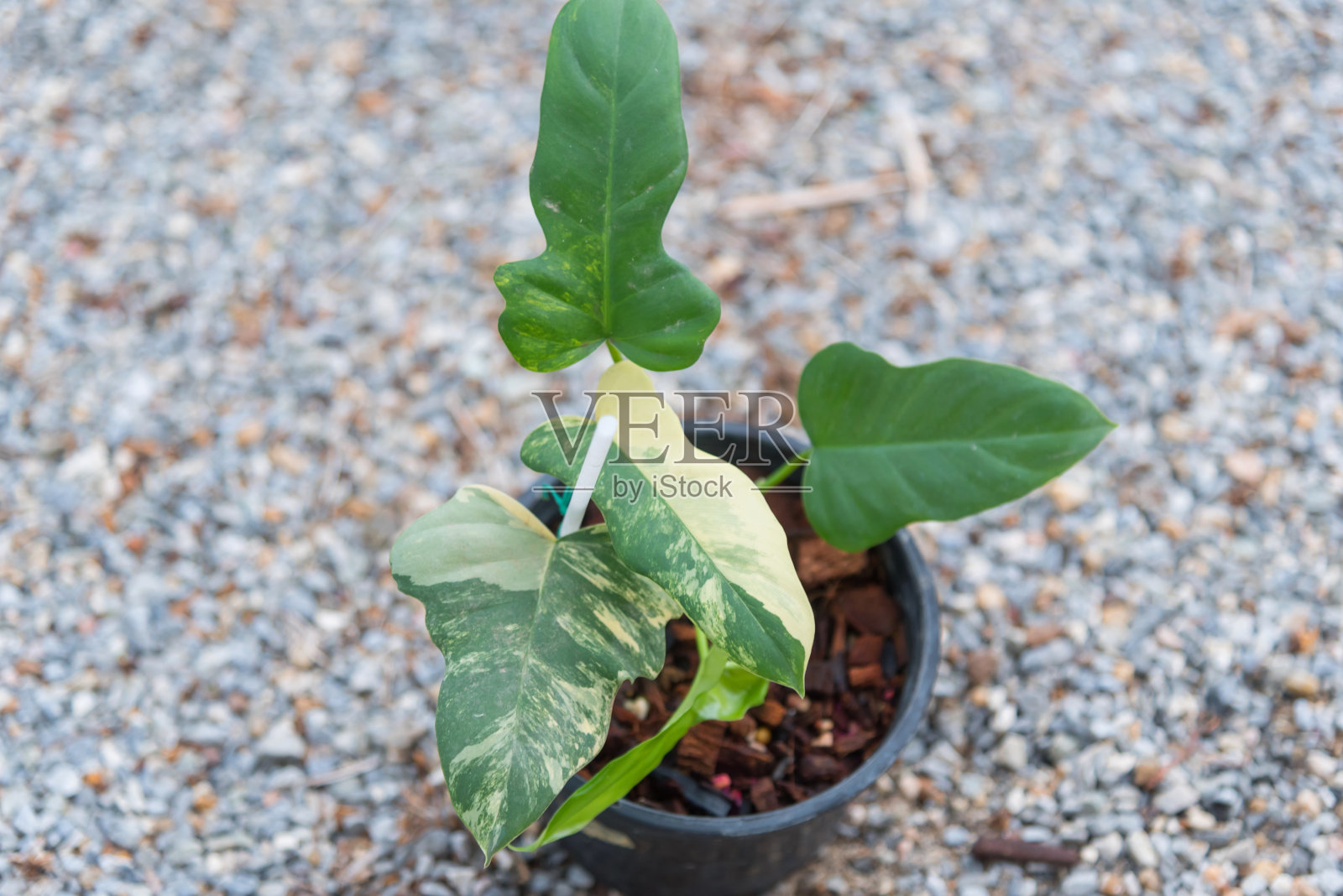 近距离拍摄佛罗里达美x mayoi花莲的新鲜叶子照片摄影图片