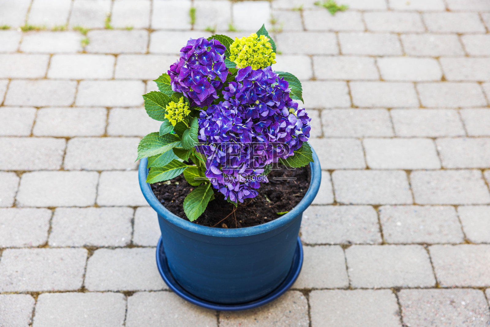 别墅小路上花园花盆里的紫色绣球花特写。照片摄影图片