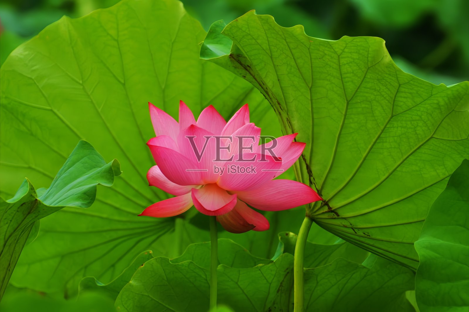 夏日荷塘美人照片摄影图片