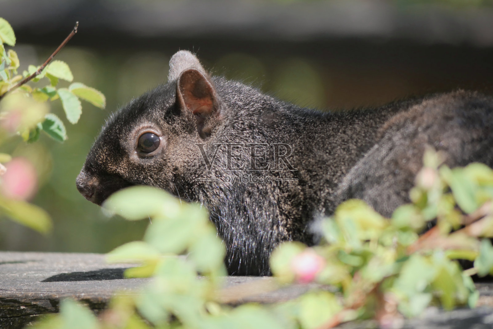 北温哥华东部灰松鼠照片摄影图片