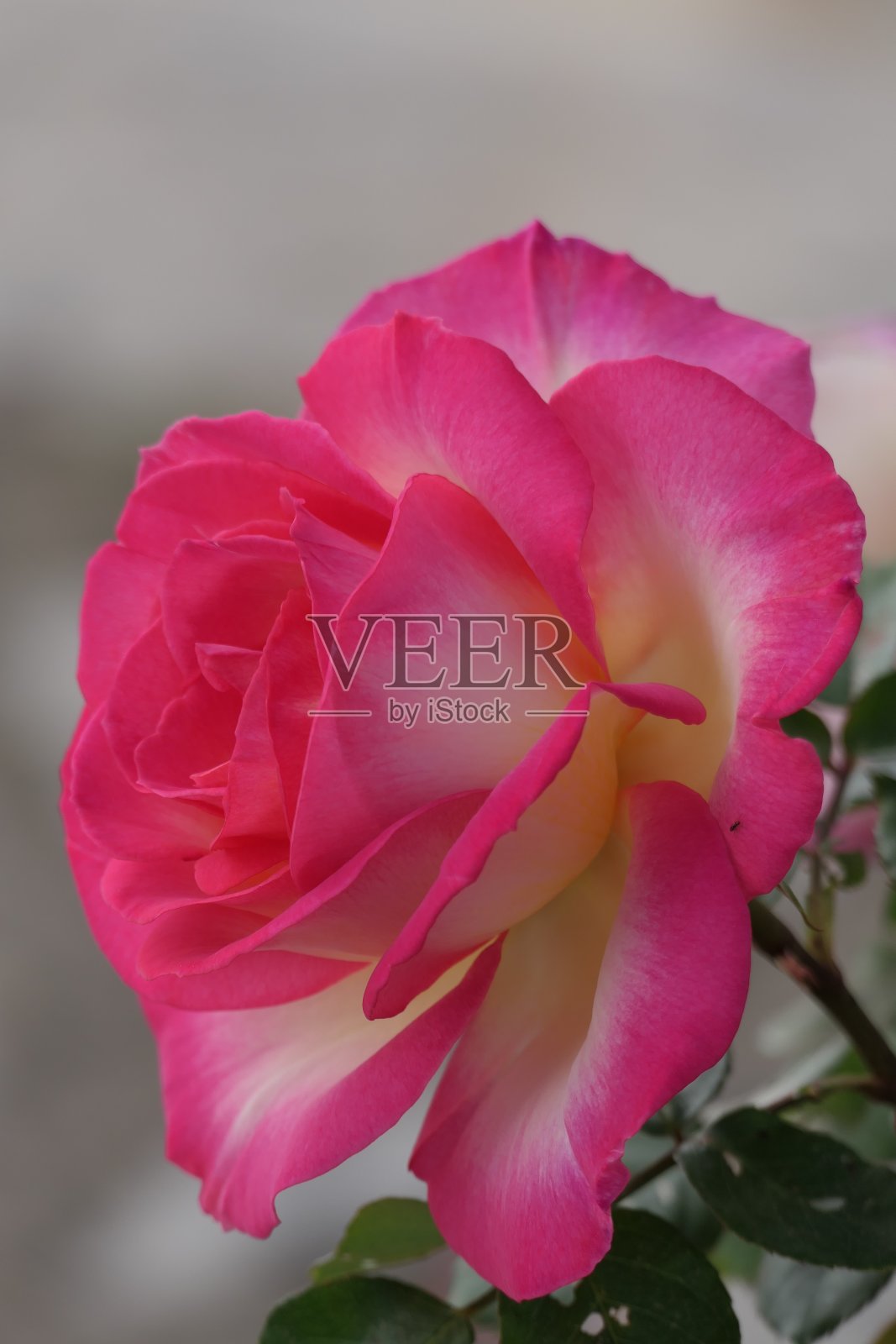 玫瑰,Grazalema照片摄影图片