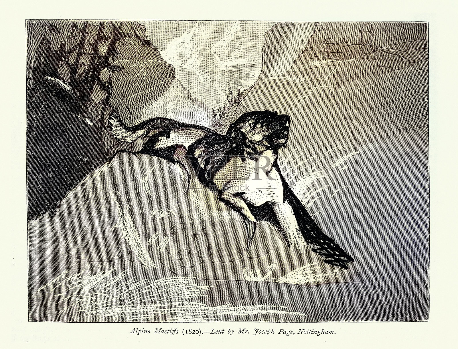 一只阿尔卑斯獒犬的草图,一种molosser型,或羊群守护者表型,根据埃德温·兰西尔,复古插图,19世纪插画图片素材