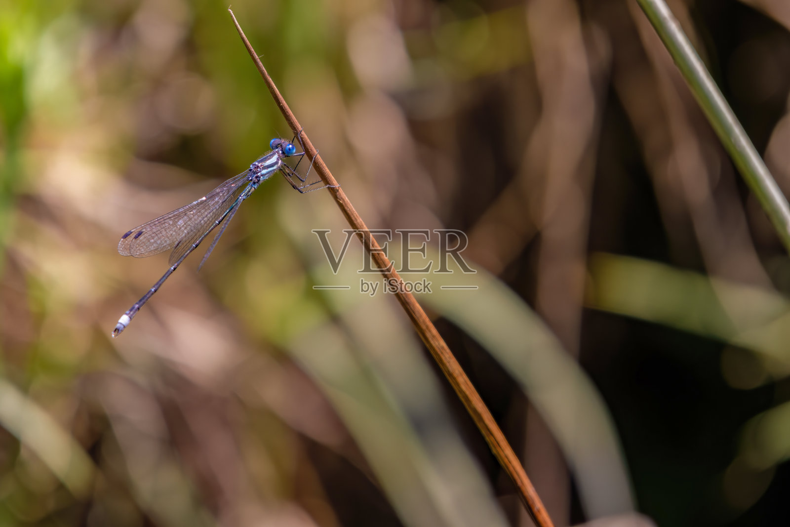 一只蓝尾豆娘的微距摄影照片摄影图片