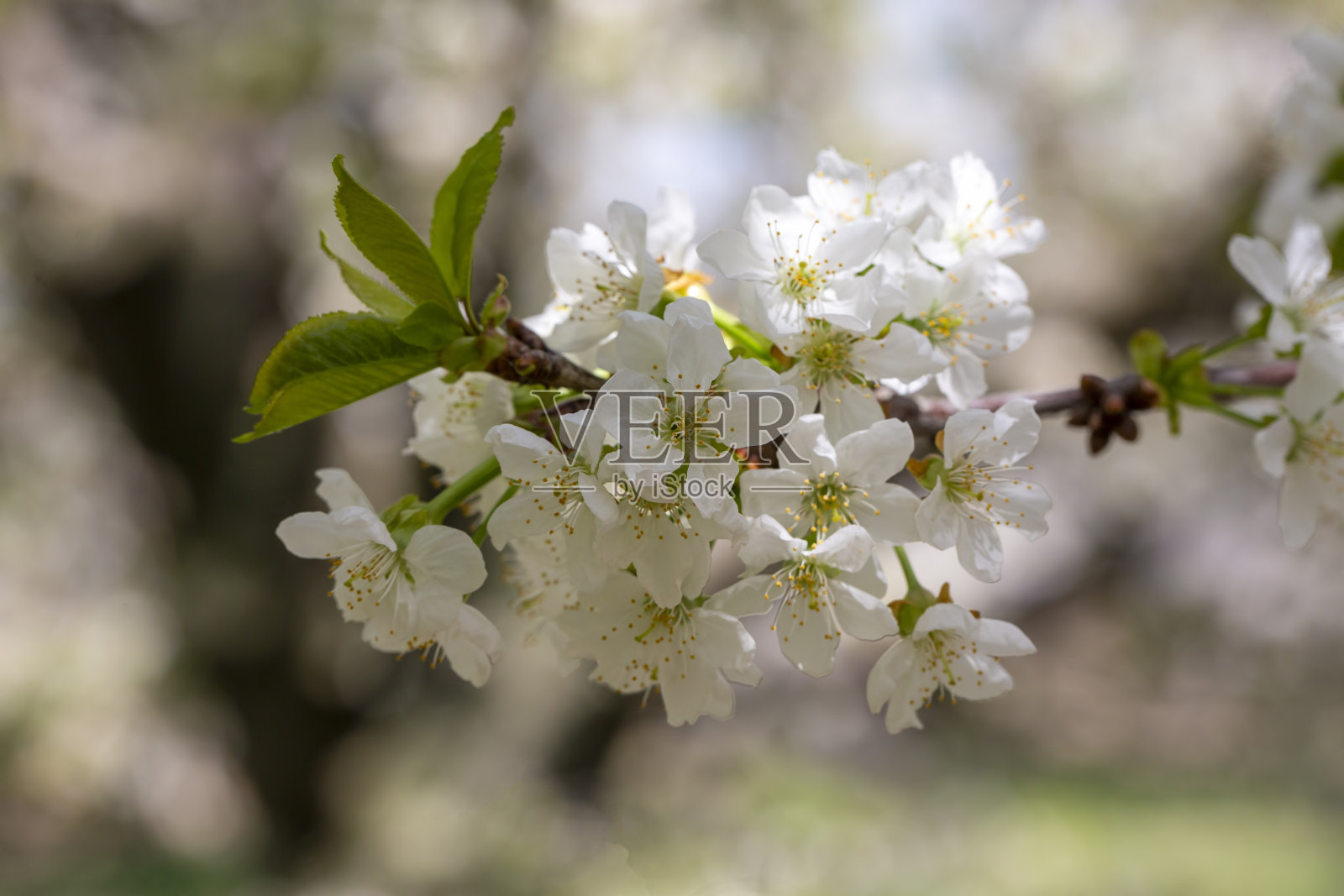 春天盛开的樱桃树。樱花。照片摄影图片