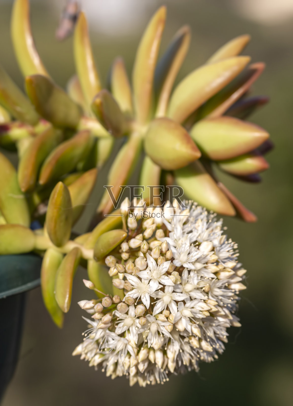 多肉植物的美丽品种照片摄影图片