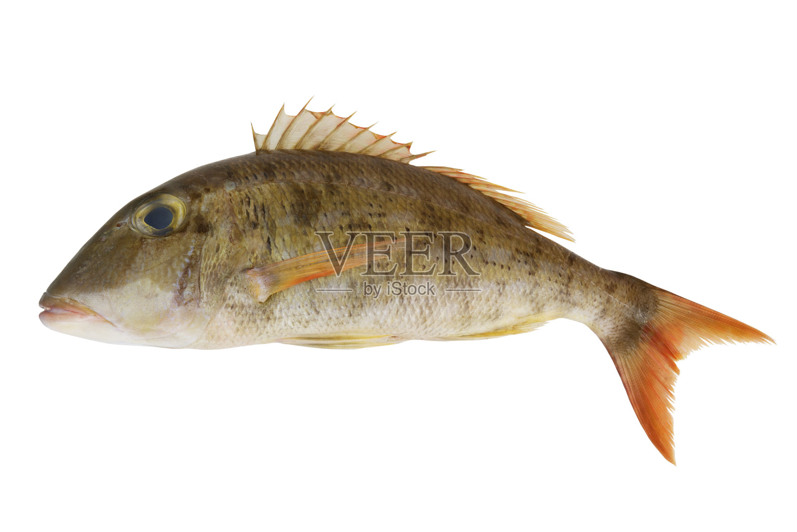 皇鱼孤立于白色上照片摄影图片