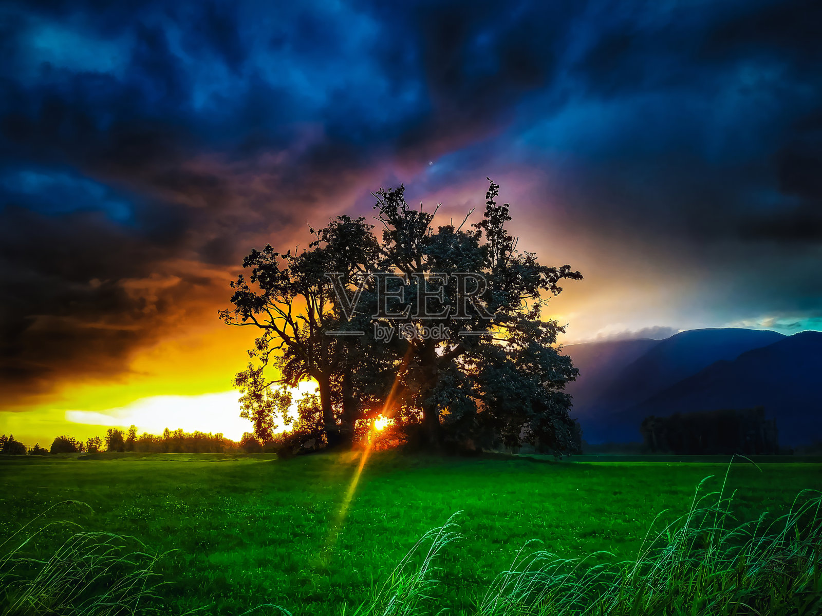 神奇的老树照片摄影图片