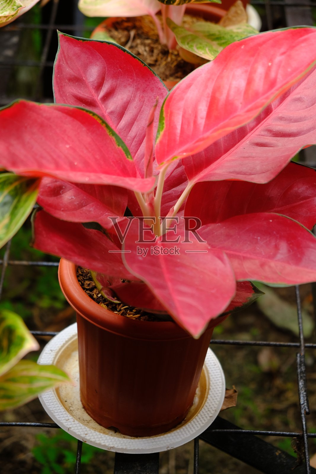 aglaonema suksom jaipong是一种由泰国与亲本Aglonema Cochin chinense杂交或杂交而成的植物。照片摄影图片